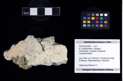 Foto (Objekt + Etikett) von cf. Longodromites  (NHMW-GEO-2016-0225-0001)
